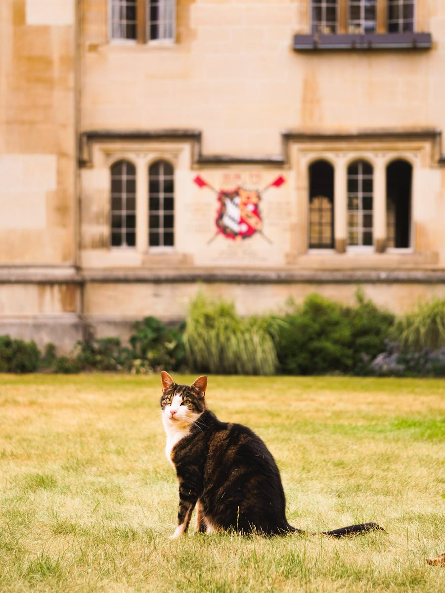 Walter, a black-and-white cat, sits among plants and flowers in the grounds of Exeter College, looking towards the camera.