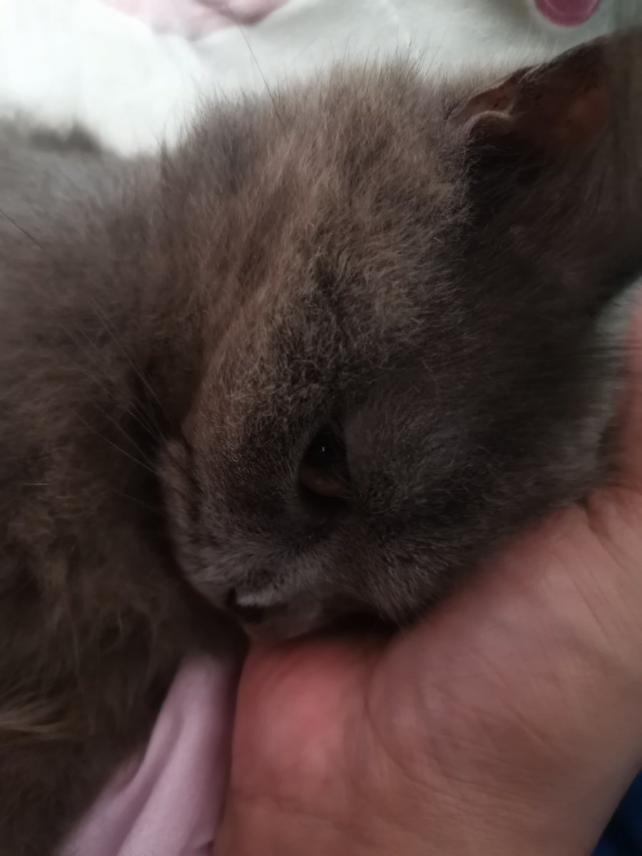 MrGrey002's tweet photo. The baby is sleepy 🥱 🐱 https://t.co/WMXCoNAdJd