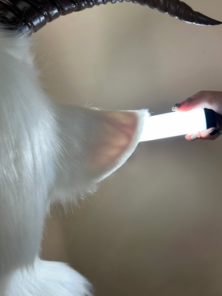 Nimo1122_'s tweet photo. Original sheep kemono — you can see the blood vessels inside the ears in the backlight🩸

逆光で耳の血管が透けて見える、オリジ���ルの羊獣人

#sheepkemono #sheepfurry #sheepfursona #kemono #furryart #furryartist #furrycharacter #originalcharacter #oc #originalfurry #furryoc #獣人 https://t.co/ttW6Nuxgvg