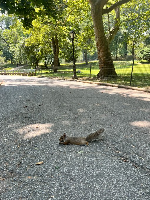 Nca_Autumn's tweet photo. Even squirrels know that eating while lying down is comfortable 😌 https://t.co/KePzyHIkA9