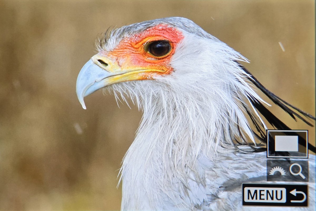 _TCartz's tweet photo. Exploring the Rift Valley at Lake Elementaita today was a huge success, with 129 species recorded with huge thanks to our guide. We had the entire site to ourselves.

Amazing views of Secretarybird, White-crested Helmetshrike, Pearl-spotted Owlet &amp; Southern Ground-Hornbills https://t.co/yxl8ZuyG9N