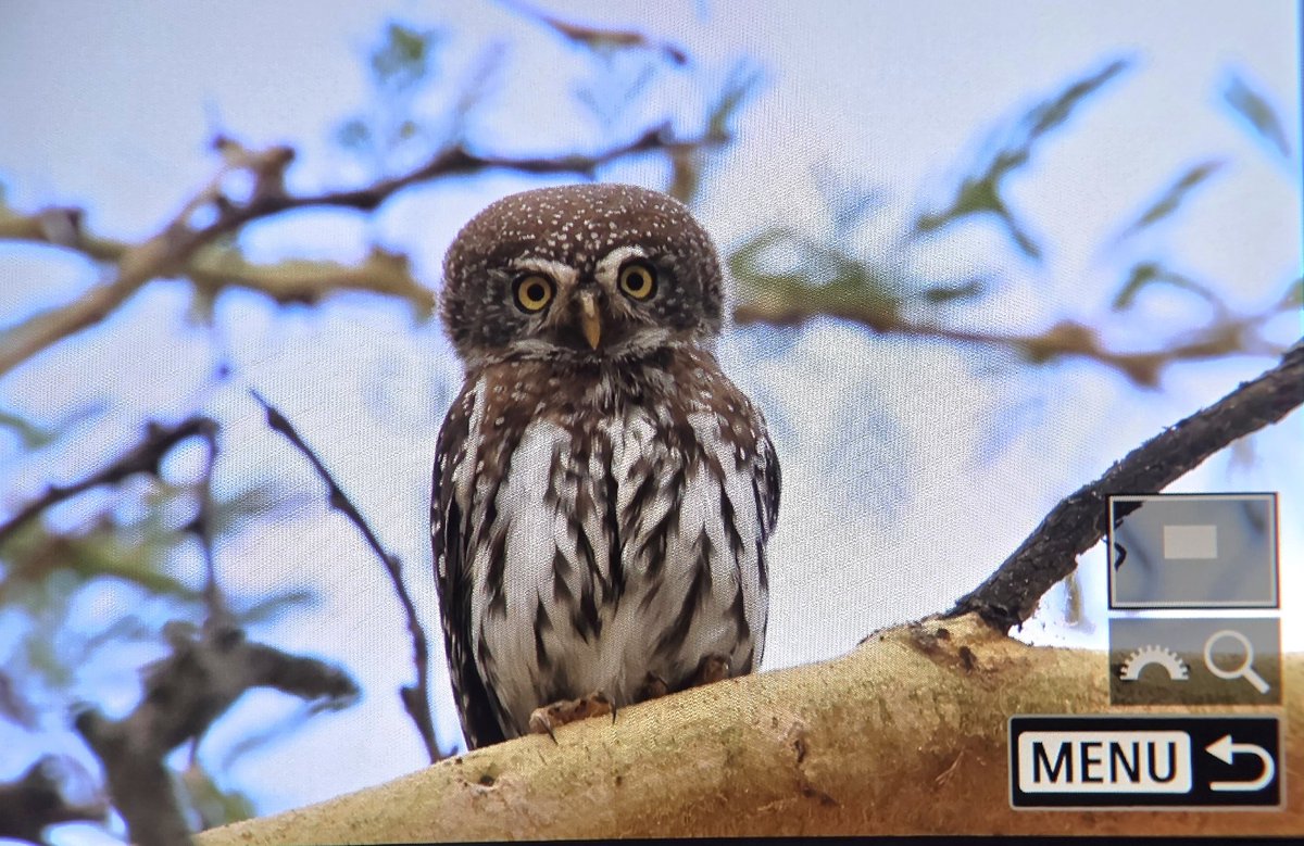 _TCartz's tweet photo. Exploring the Rift Valley at Lake Elementaita today was a huge success, with 129 species recorded with huge thanks to our guide. We had the entire site to ourselves.

Amazing views of Secretarybird, White-crested Helmetshrike, Pearl-spotted Owlet &amp; Southern Ground-Hornbills https://t.co/yxl8ZuyG9N