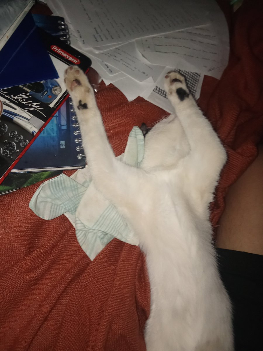 Amongusbigshoes's tweet photo. what do yall think of my cat's way to sleep? https://t.co/dFco0KXfPL