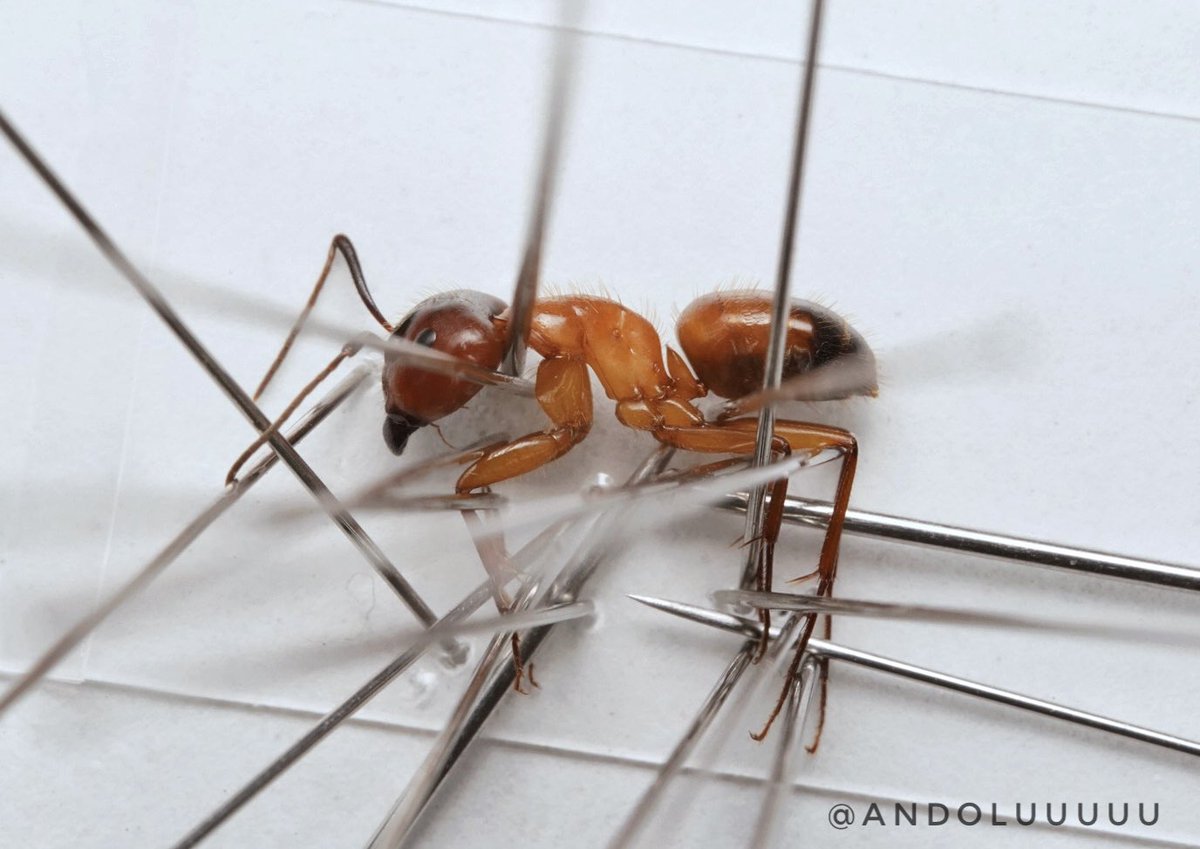 andoluuuuu's tweet photo. ユミセオオアリ
Camponotus kaguya

久々の展足が本種で緊張した。
最近あまり展足をしていなかったせいかかなり時間がかかってしまったが、なんとか形にすることができた。
学名通りの美しさ。
オオアリ属にはあまり惹かれない私でさえ本種にはとても惹かれてしまう。 https://t.co/7JtW0nOEST