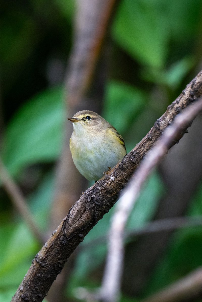 look_right_'s tweet photo. Сегодня вам принес фотки пеночки теньковки. 
Жаль что на iNaturalist её врядли когда идентифицируют :-( https://t.co/dV6fpZftA0