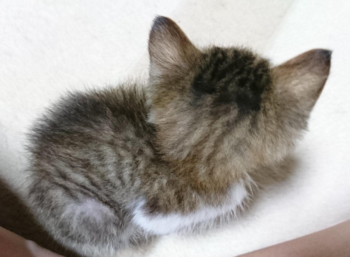 mikekefafa's tweet photo. うちの子のパヤパヤ期 https://t.co/sHf5gPPK23