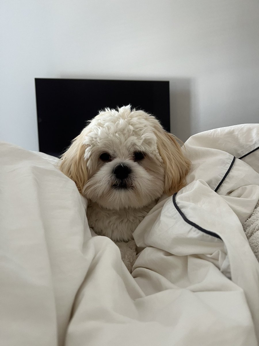 vssilew's tweet photo. this is my precious baby boy 🤍 https://t.co/wCvzwHACpZ
