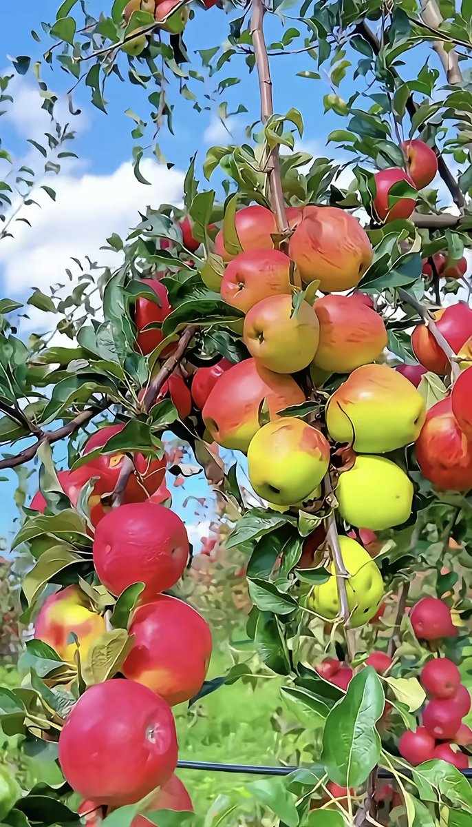 alinp084912's tweet photo. Chilly autumn breeze means perfect apple picking weather—crunchy leaves, warm cider, and golden sunsets all around! https://t.co/no6wOVX4mk