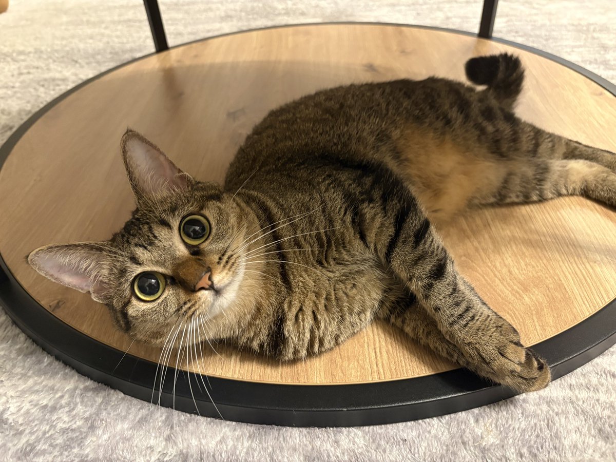 TheHappyEscape's tweet photo. 毎日「かわいい」が更新されるのすごい https://t.co/o4gu0dYYjD
