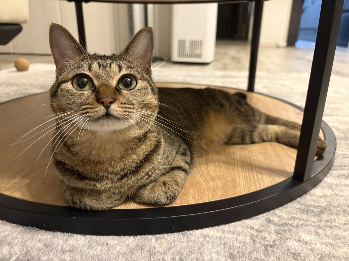 TheHappyEscape's tweet photo. 毎日「かわいい」が更新されるのすごい https://t.co/o4gu0dYYjD