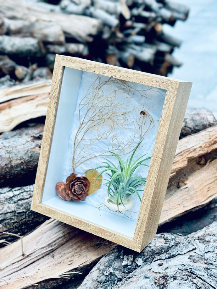 brooh197694's tweet photo. Got this thrifted wooden frame, turned it into a cute air plant holder with jute twine u0026 small succulents—zero fancy tools needed!  Handmade is always the best vibe. https://t.co/jjUQ9q7cVC