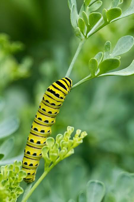 PulseNor's tweet photo. @FlowerdewBob Beautiful, look forward to results of new seeds. i grow borage, rue , dill, fennel, verbena B, specifically for yellow swallowtale butterfly. https://t.co/7lWaeOFHxG
