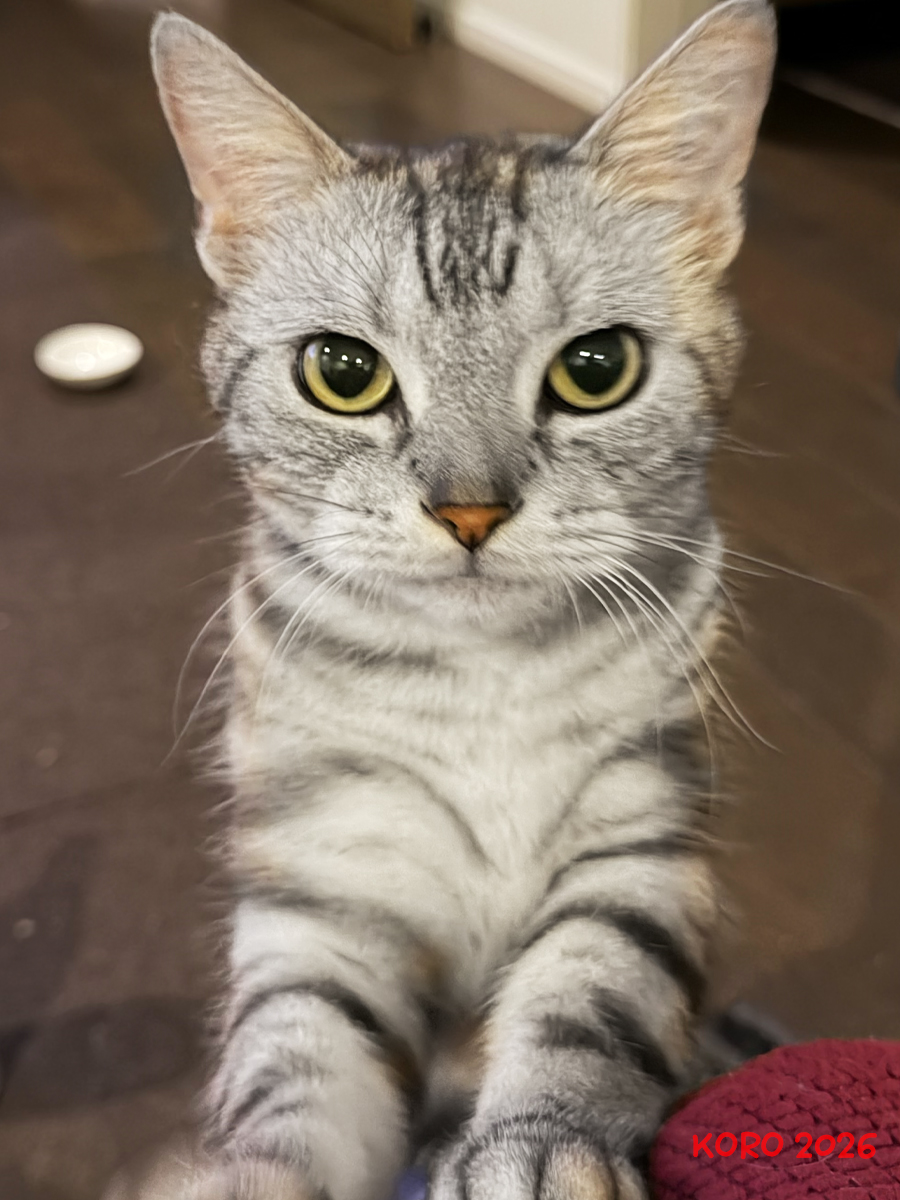 KOROandMARU's tweet photo. 🐈 KORO♂ (2026) #アメショ 

え？　ごはんのおかわり？
キミはよく食べるね〜😅

#猫 #猫のいる暮らし #ねこかわいいね https://t.co/JpottAX3YI