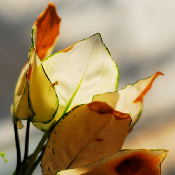 ImagingPixel's tweet photo. Nikon D200, Nikon Ai-S Nikkor 85mm f/2 https://t.co/1M483jr5go https://t.co/g05xHvkSsx