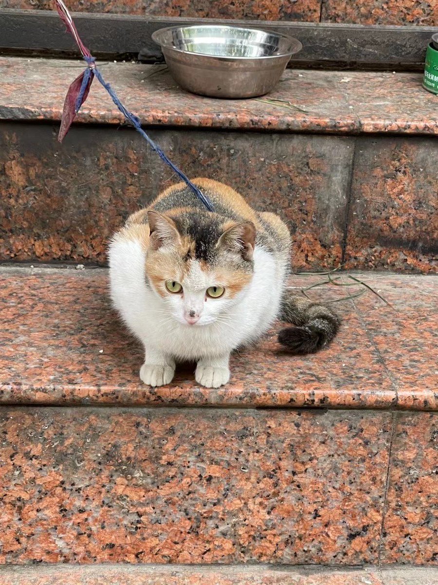 littg571885's tweet photo. Wandering city streets after rain, stumbled on a tiny cat curled on a shop windowsill—urban magic hits different , https://t.co/CHTSGbsl7b