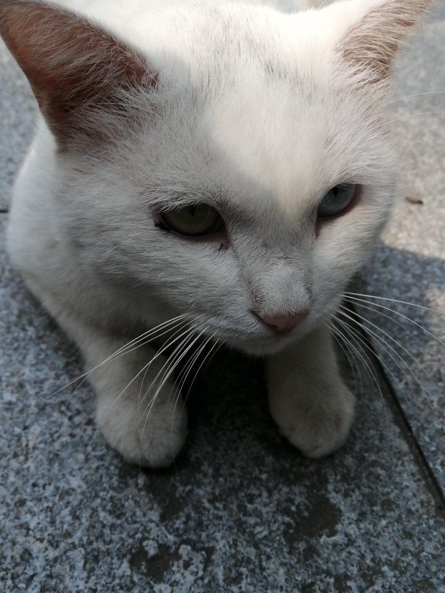8770928's tweet photo. 最終日に行ったお寺に猫がめちゃくちゃいました🐈️どの子もすごく人馴れしてたしとても可愛かった😻オッドアイの子は初めて実物を見た気がする🐱 https://t.co/aA7ZIq4LlI