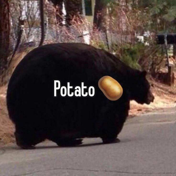 Bear1nCrisis's tweet photo. https://t.co/YhcWzikl9s