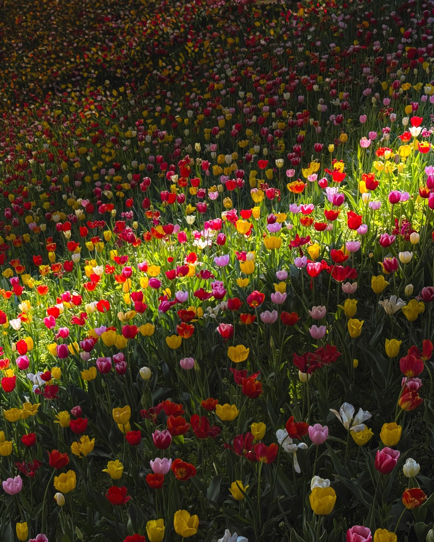 Flowers world on X / X