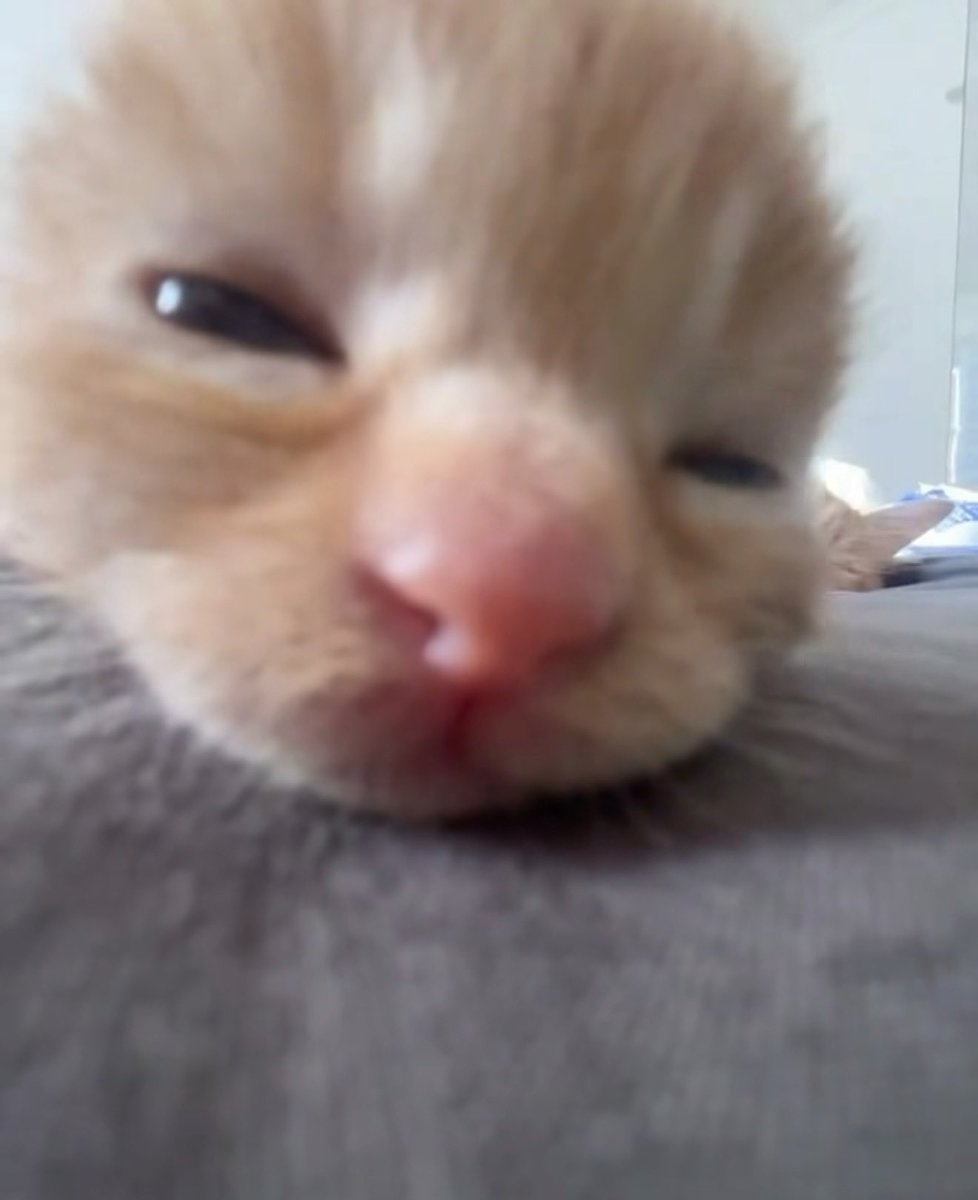 fruitpibble's tweet photo. hi https://t.co/PW1YMVK4lf