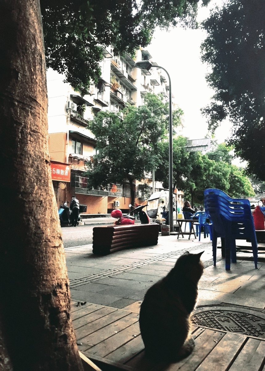 adelj996325's tweet photo. Stumbled on this warm street corner scene on my way home—kids chasing a stray cat, old granny selling homemade jasmine tea by the curb. Simple moments hit different. https://t.co/nma1ycCRFE