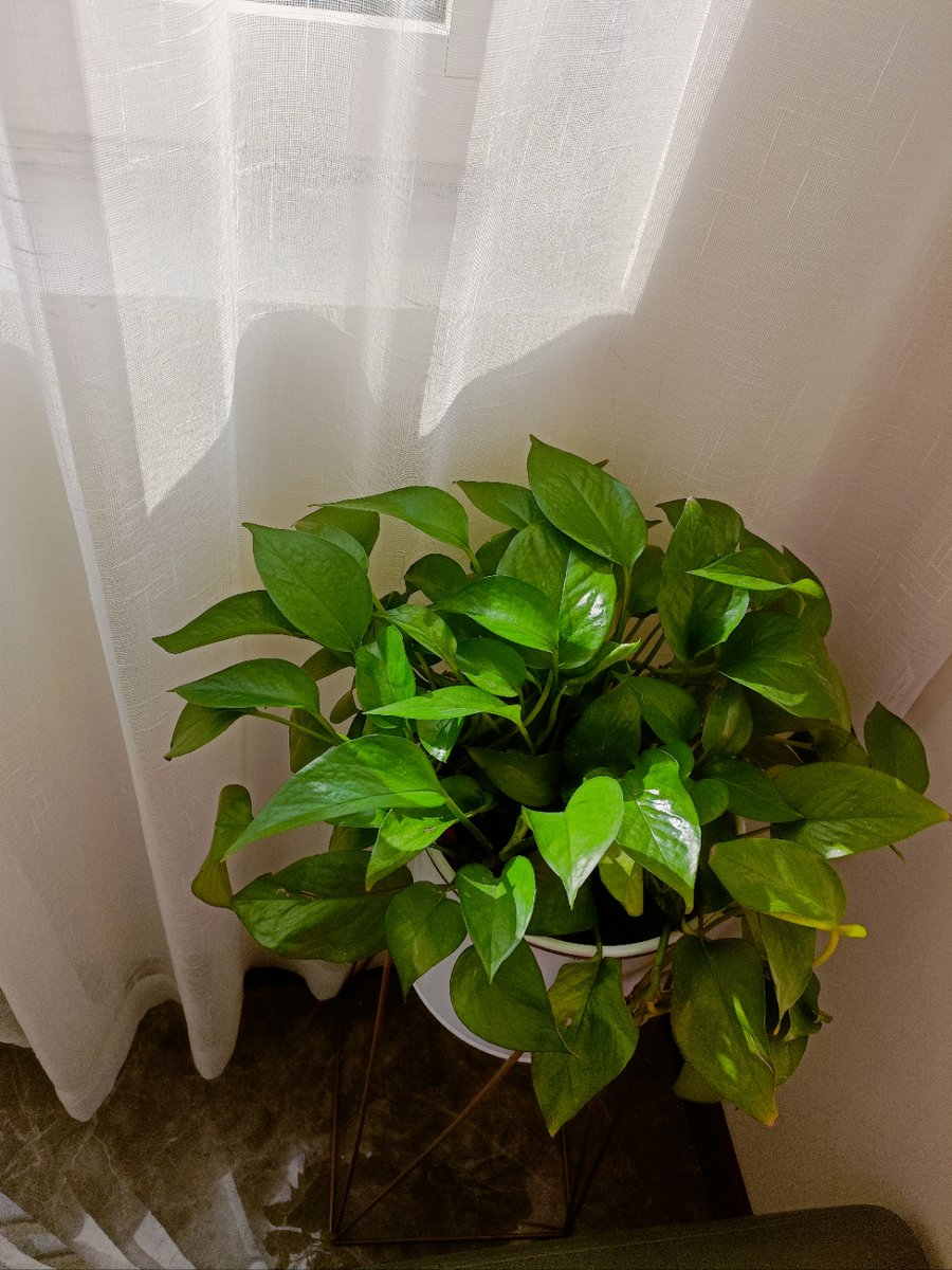 ailmn363938's tweet photo. Pro tip for your pothos: Wipe leaves with a damp cloth weekly to remove dust—this boosts photosynthesis, keeps your plant glossy, and helps it grow fuller year-round! ， https://t.co/IqqwVjwPn1