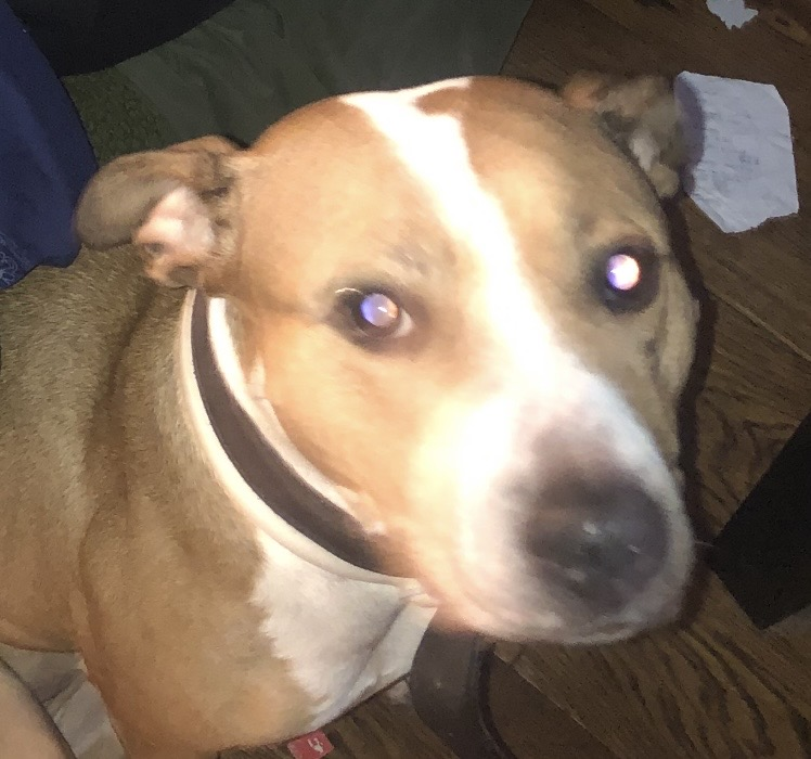 millypod1's tweet photo. 🆘12 SEPT 2026 #Lost lola #ScanMe
Cross Breed Female 
Has a dry skin condition. Was wearing a cone around her neck when she ran off.
St Marks Road #Kensington #W10
#London #GreaterLondon
https://t.co/OvbM83Jcj2 https://t.co/2tu5VdFxIi