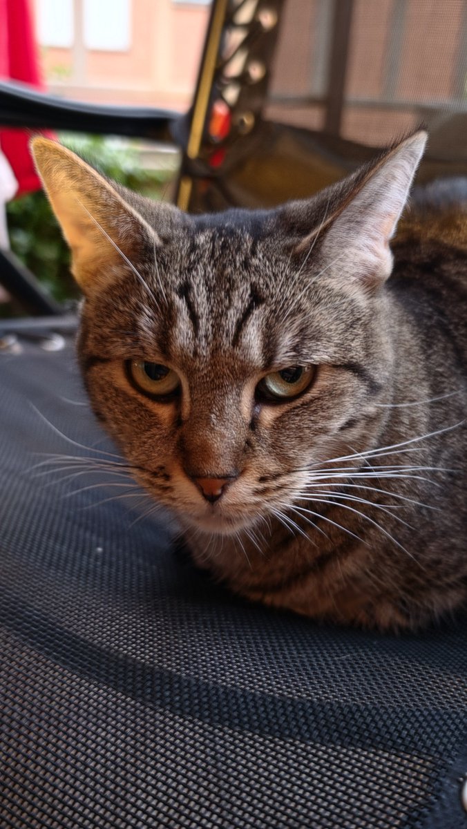 caporix's tweet photo. "Ma c'era proprio bisogno di un altro gatto? Io dico di no.
Perché fai sempre come te pare?"

#Tora https://t.co/3j0rO6QLzK