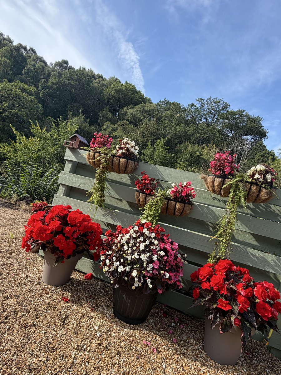 LeeRossi1's tweet photo. Still looking great!👌🏻🌺 https://t.co/ZW2XOkisIm