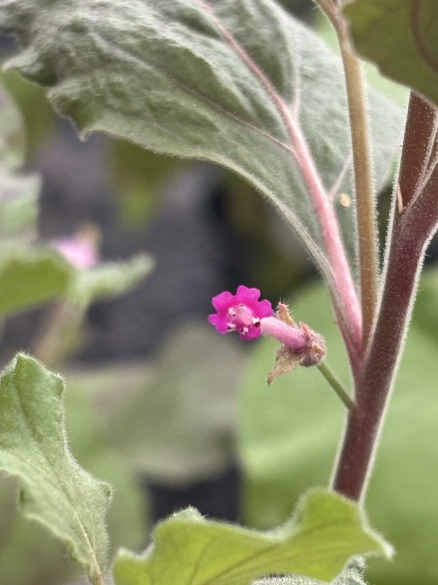 NickDesnoyer's tweet photo. Ruby &amp; Gold benthi flowers are blooming 🧬 ✨ https://t.co/IAQT6P7rd4