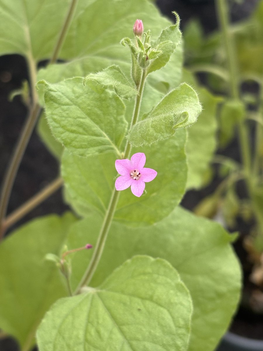 NickDesnoyer's tweet photo. Ruby &amp; Gold benthi flowers are blooming 🧬 ✨ https://t.co/IAQT6P7rd4