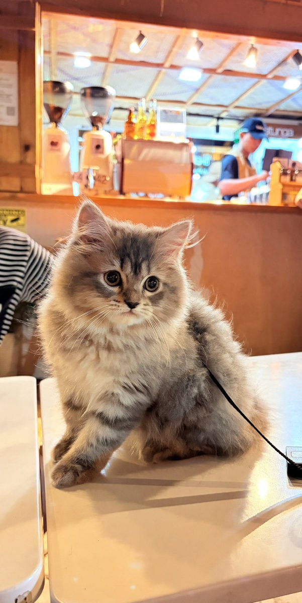 itsnotelsss's tweet photo. Pet-friendly cafe 😉 https://t.co/qMnj9eARyH