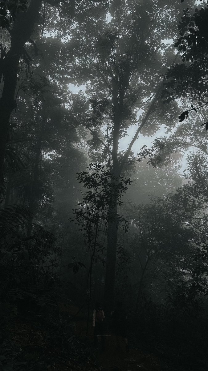 ImamMardians's tweet photo. Letsgowww trekking lagiii, kangen vibes dark misty forest https://t.co/oywDKr2HoI