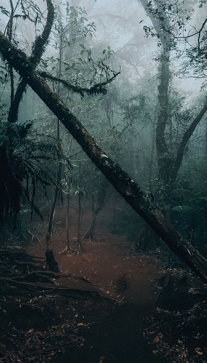 ImamMardians's tweet photo. Letsgowww trekking lagiii, kangen vibes dark misty forest https://t.co/oywDKr2HoI