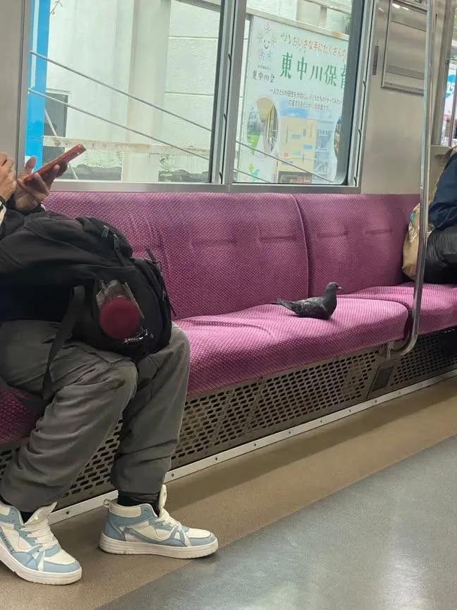 birdscolour56's tweet photo. Wait, what? 😂

Are pigeons riding trains now? https://t.co/LERhnLDwVc