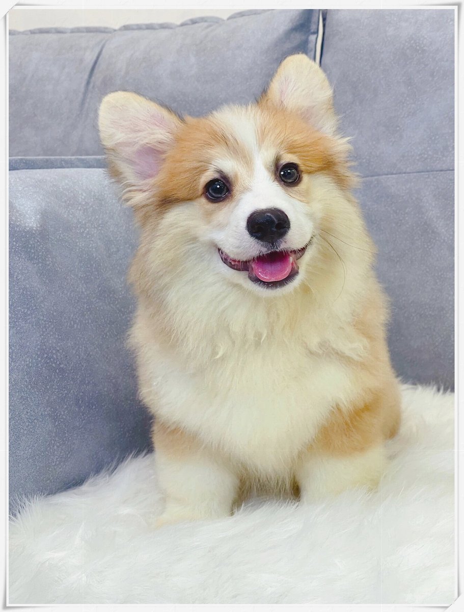 adfaq594390's tweet photo. My little fur ball turned 6 months old today—from wobbly tiny pup to zooming bundle of joy, every milestone is my favorite https://t.co/SXgYWik8O2