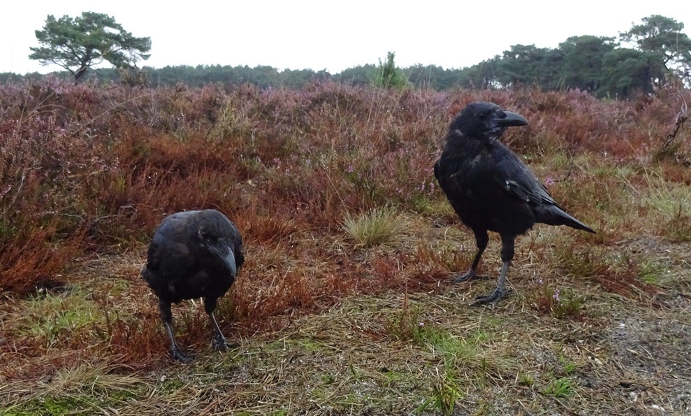 FlintBlackBird tweet picture