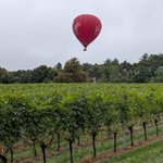 Photo by Fairmile Vineyard Henley on Thames (@HenleyFizz)