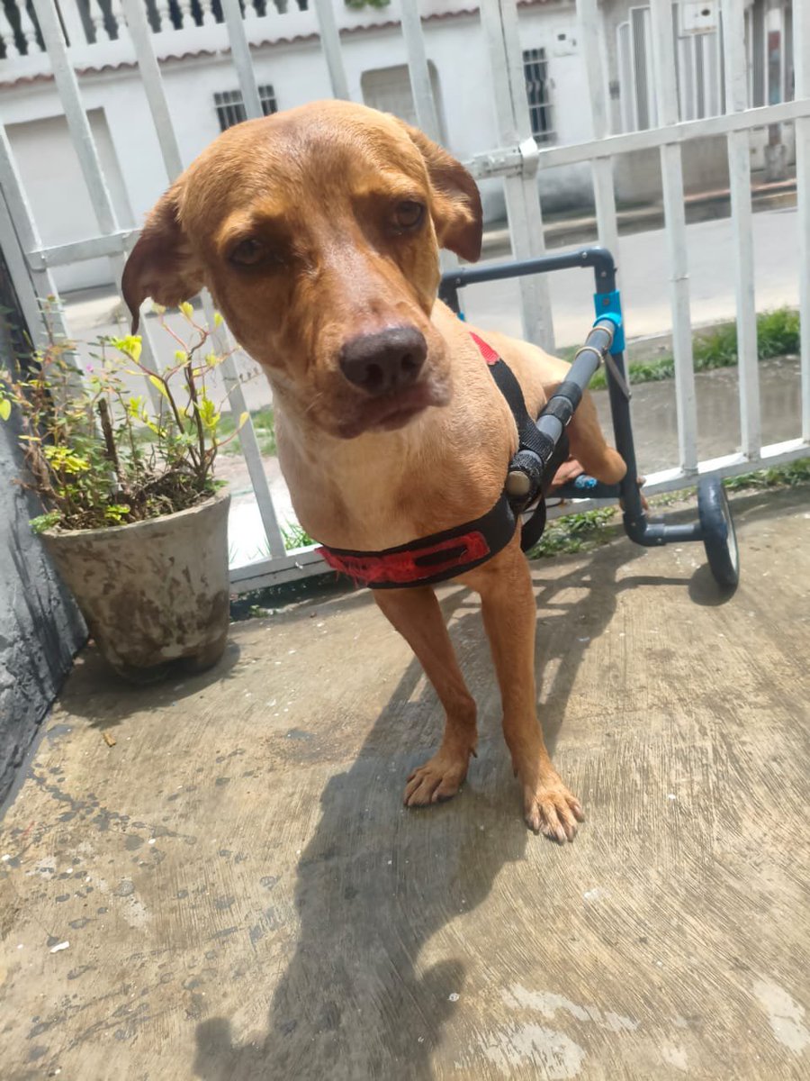 FRAENKELE's tweet photo. Bañado y afeitado... latonería y limpieza para RUPERTO 😂😂 https://t.co/KcTBQmvHGJ