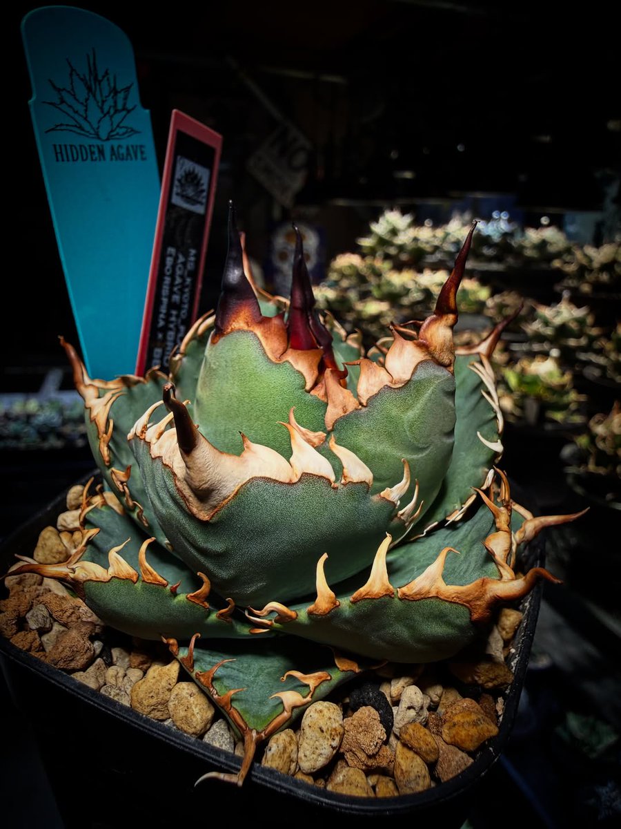 BernardBarxa9d's tweet photo. HIDDEN AGAVE eborispina x BB 
誰かに理解されるために持つものじゃない。 
自分が、自分でいるために持つもの。 
信念は、最後に形に出る。 https://t.co/4obnSBxrmA