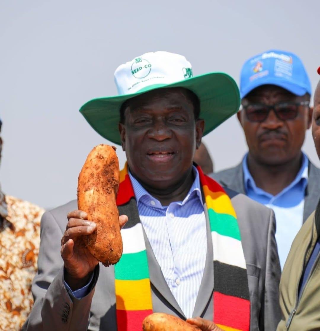 Shumbapazvese51's tweet photo. If you want to be productive at your small piece of land just visit Precabe farm and take notes, with that model Zimbabwe will be the breadbasket of Africa again
@highlight
@dereckgoto @DumisoJnr22247 @enkudheni @MairosiWatungwa @marapira_farai https://t.co/E2VOVr7iDD
