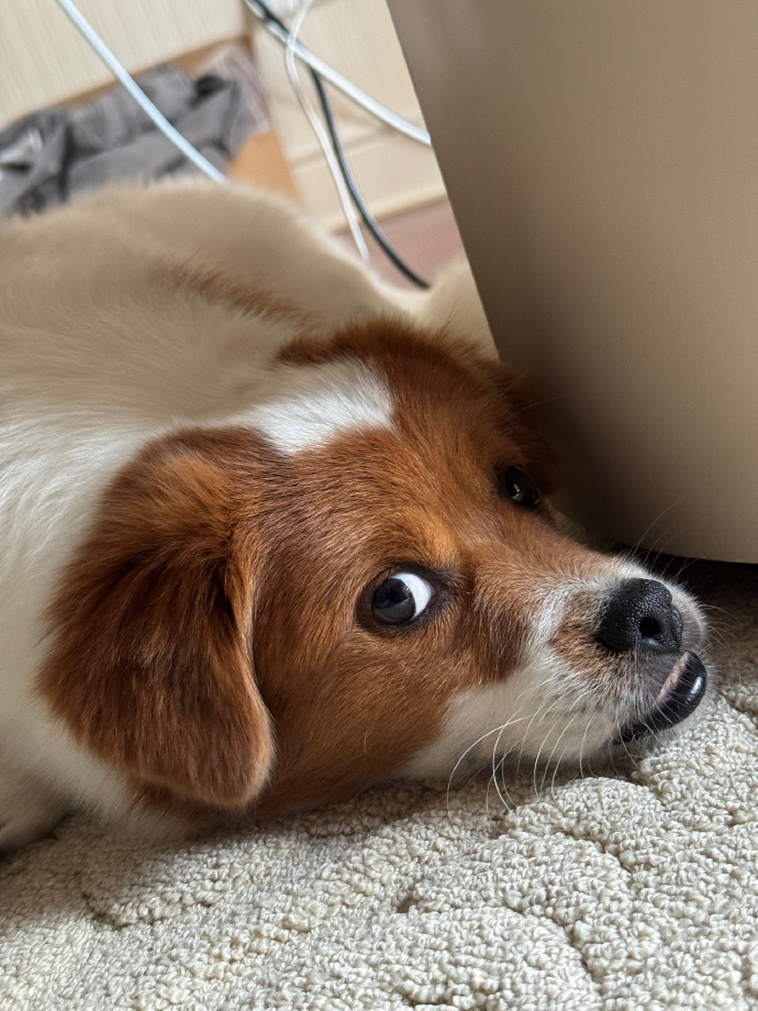 eagla091100's tweet photo. Our little fur buddy Max just hit his 6-month milestone—gone are the tiny paw taps, replaced by big wiggles and non-stop cuddles. Watching him grow is the best joy!， https://t.co/NRqV3tGip0