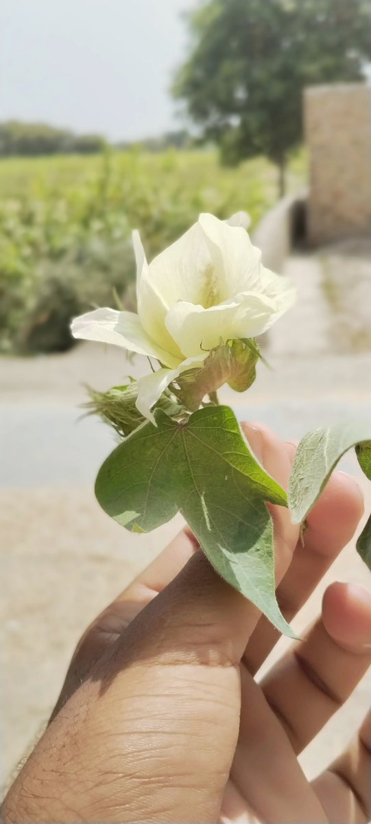 mommaGiva's tweet photo. Hello dear how are you feeling 💐💞 https://t.co/jHEcdNSZTs