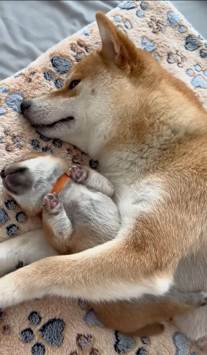 JasmineMcece's tweet photo. My pup’s lazy afternoon snuggle made my whole day better—nothing beats this warm fur company https://t.co/Ww20nLLIXI