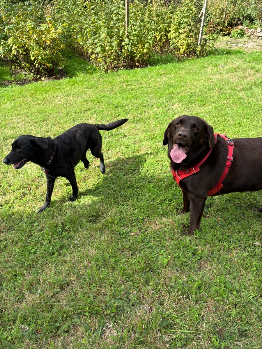 BecksandCB's tweet photo. Just the bestest day seeing my darling @mo_rescue and thankyou to her mum who made delicious treats, lovely to see @choc_labrador also #PerfectDay #PalsFurever 🖤🤎🐾🐾 https://t.co/czY3NSqri8