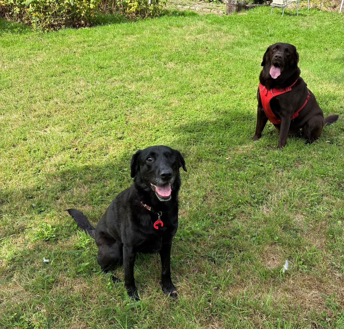BecksandCB's tweet photo. Just the bestest day seeing my darling @mo_rescue and thankyou to her mum who made delicious treats, lovely to see @choc_labrador also #PerfectDay #PalsFurever 🖤🤎🐾🐾 https://t.co/czY3NSqri8