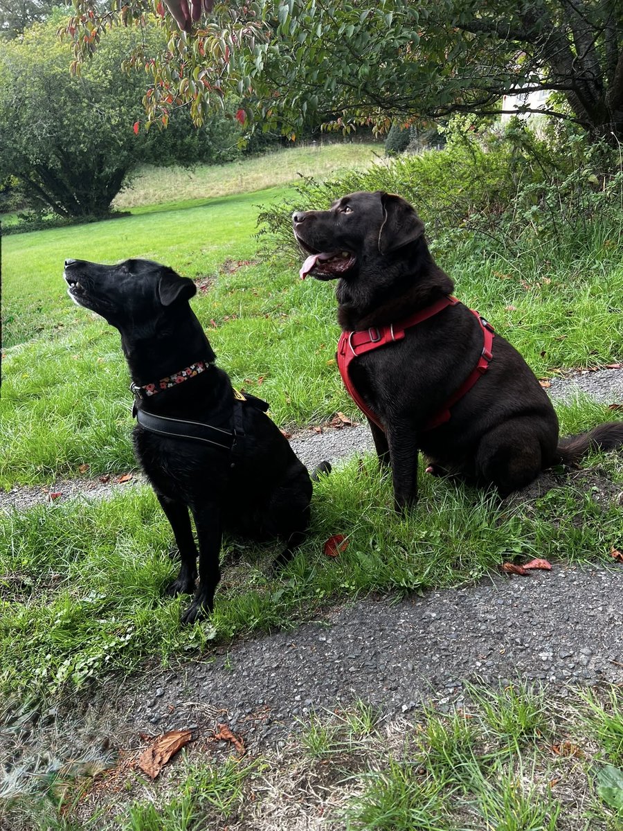 BecksandCB's tweet photo. Just the bestest day seeing my darling @mo_rescue and thankyou to her mum who made delicious treats, lovely to see @choc_labrador also #PerfectDay #PalsFurever 🖤🤎🐾🐾 https://t.co/czY3NSqri8