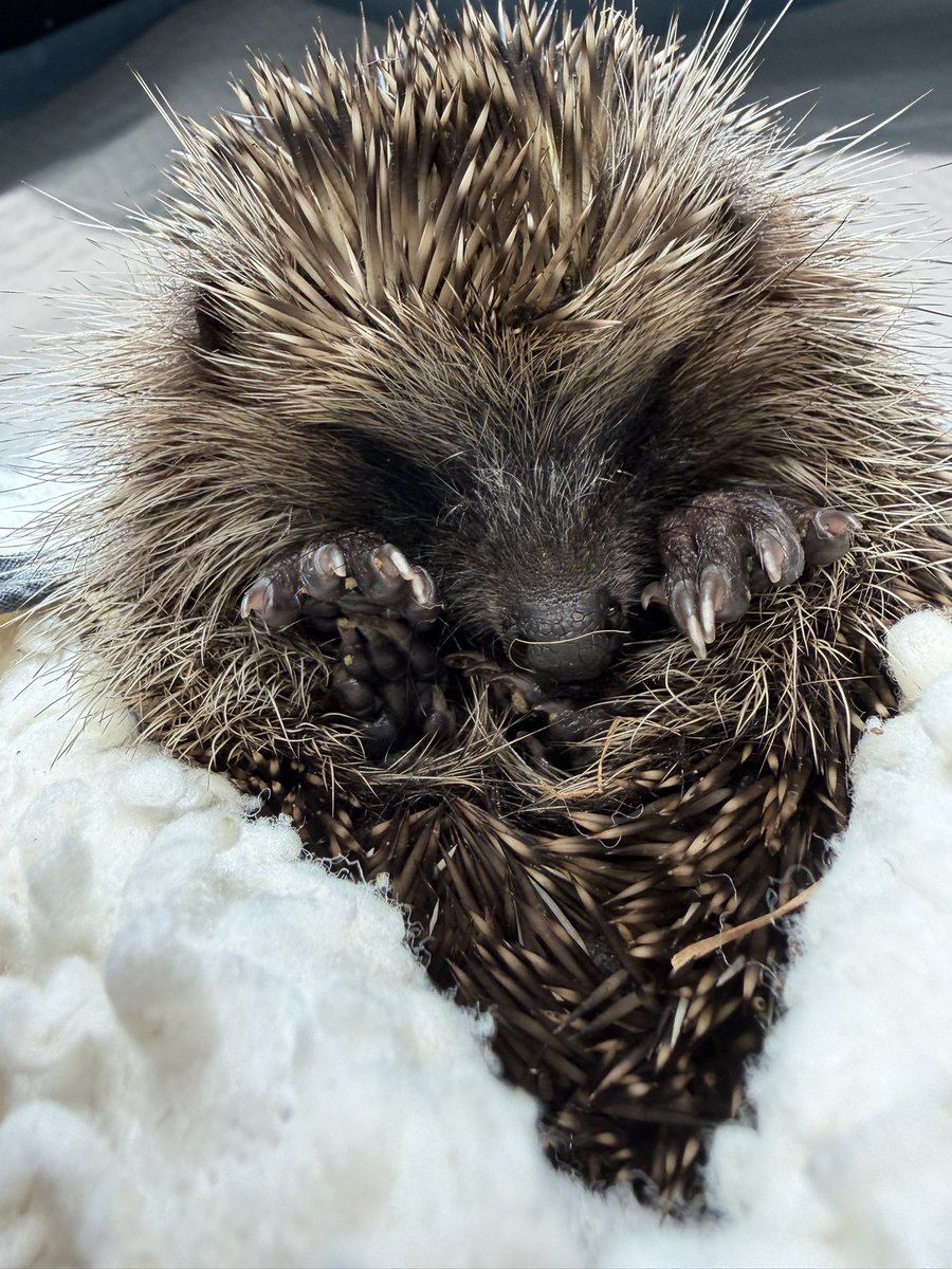 pricklelodge tweet picture