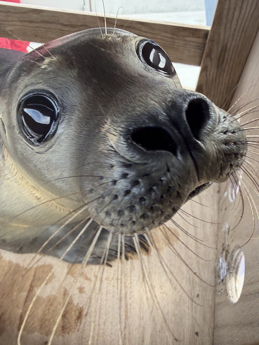 ValoRapha's tweet photo. Amazing release weekend! On Saturday Azumi, Kiko and Samily returned back home to the wadden sea ❤️🦭

#アザラシ幼稚園
#zeehondencentrum
#sealtwt
#WEC https://t.co/JInmHExBEO