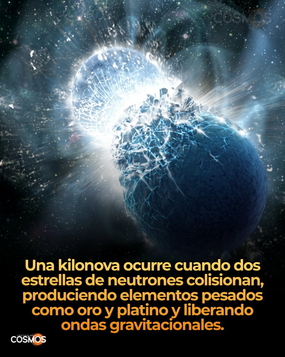 cecosmos_'s tweet photo. Cuando dos estrellas de neutrones orbitan una a la otra y finalmente colisionan, la fusión libera una cantidad enorme de energía en forma de ondas gravitacionales, ondulaciones en el espacio-tiempo que se propagan a la velocidad de la luz. El primer evento de este tipo detectado fue GW170817, en 2017, observado simultáneamente por detectores de ondas gravitacionales y telescopios en todo el espectro electromagnético.

Durante la colisión ocurre el proceso r, o captura rápida de neutrones: los núcleos atómicos absorben neutrones a gran velocidad, formando elementos pesados como oro, platino y uranio antes de que puedan desintegrarse. Esta explosión resultante, la kilonova, brilla con luz visible e infrarroja durante días o semanas mientras el material eyectado se enfría y decae radiactivamente.

Se estima que gran parte del oro y el platino del universo se originó en eventos como este, más que en supernovas convencionales. GW170817 fue especialmente significativo porque confirmó de manera directa, por primera vez, la conexión entre fusiones de estrellas de neutrones, ondas gravitacionales y la nucleosíntesis de elementos pesados.