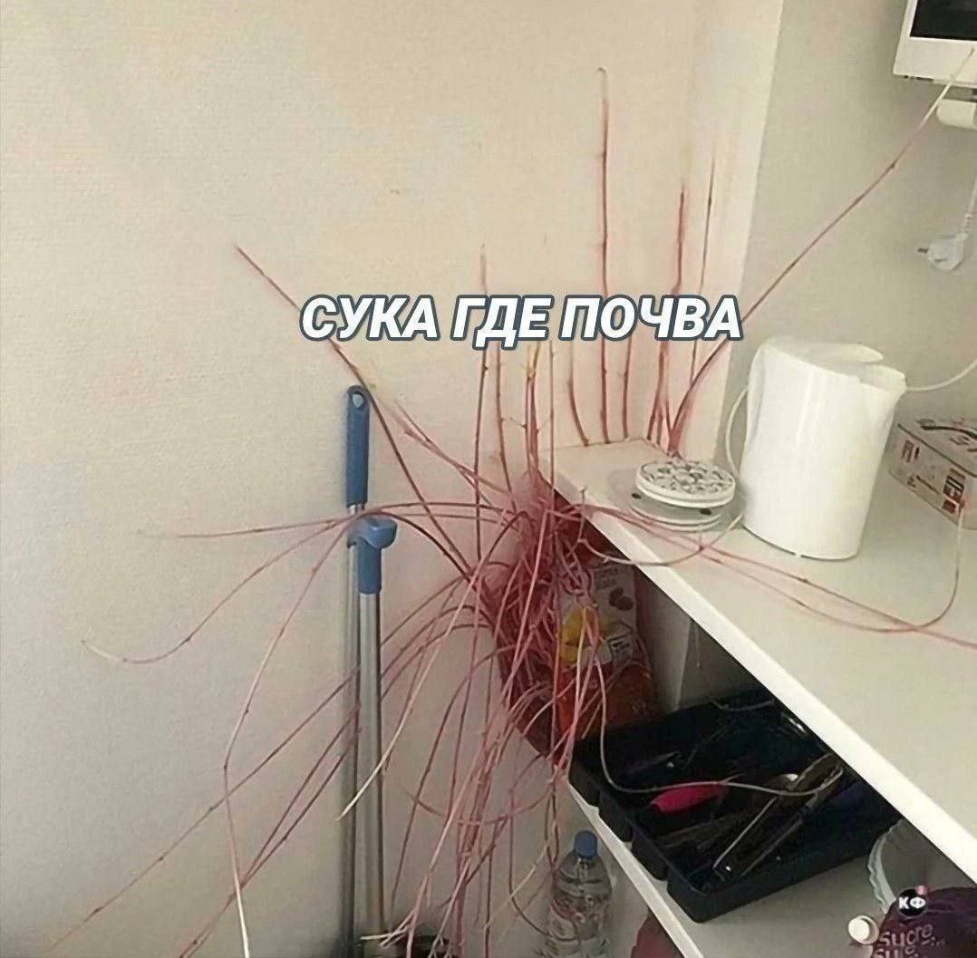 nebobrishka tweet picture